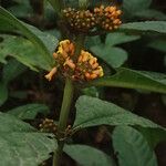 Eumachia obanensis Flower