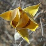 Calochortus concolor Flower