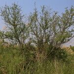 Sesbania sesban Alkat (teljes növény)