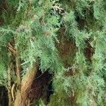 Cupressus sempervirens Leht