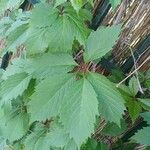 Parthenocissus inserta 葉