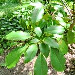 Trochodendron aralioides Liść