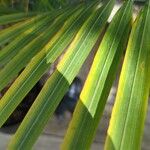 Ravenea rivularis Leaf