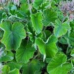 Pelargonium tomentosum Blad