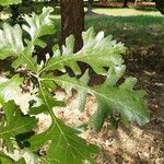 Quercus macrocarpa Folha