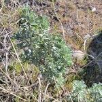 Artemisia tridentata Leaf