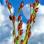 Juncus alpinoarticulatus Flor