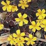 Oxalis spiralis Flower