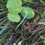 Hydrocotyle vulgaris List