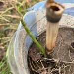 Equisetum giganteum Ліст