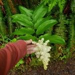 Maianthemum racemosum花