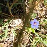 Lysimachia monelliFlor