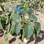 Datura inoxia Habit