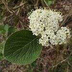 Viburnum lantana 花