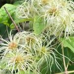 Clematis virginiana Fruto