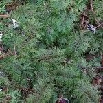 Hymenophyllum caudiculatumLeaf