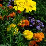 Tagetes erecta Hàbitat