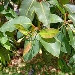 Corymbia ficifolia Leaf
