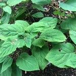 Collinsonia canadensis Hoja