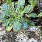 Arabis collina Feuille