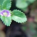 Stemodia verticillata 花