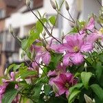 Clematis viticella Altro