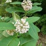 Asclepias perennis List