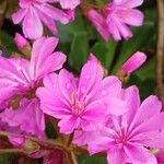 Lewisia cotyledon Flor