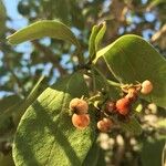 Ehretia amoena Fruit