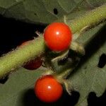 Solanum jamaicense Frutto