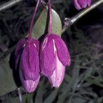 Passiflora laurifolia Flower