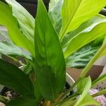 Spathiphyllum wallisii 葉