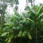 Euterpe oleracea Leaf