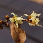 Hexalobus monopetalus फूल