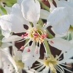 Pyrus spinosa Floare