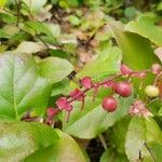Gaultheria shallon Fruit