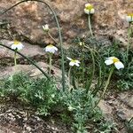 Anthemis persica অভ্যাস