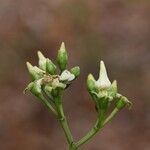 Voacanga africana Blomma