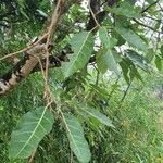 Ficus virens Leaf