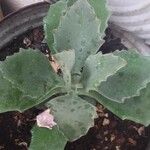 Kalanchoe millotii Leaf