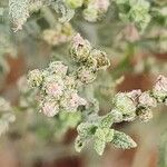 Heliotropium bacciferum Fruto