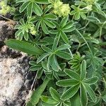 Alchemilla alpina Blatt