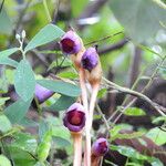 Aeginetia indica Flor