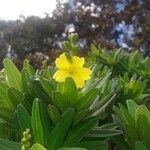 Hibbertia deplancheana Blodyn