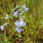 Salvia azurea 花