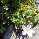 Geranium cinereum आदत