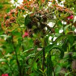 Spiraea japonica Hedelmä