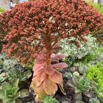 Aeonium nobile 葉