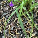 Tradescantia longipes Листок