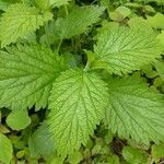 Verbena urticifolia Листок